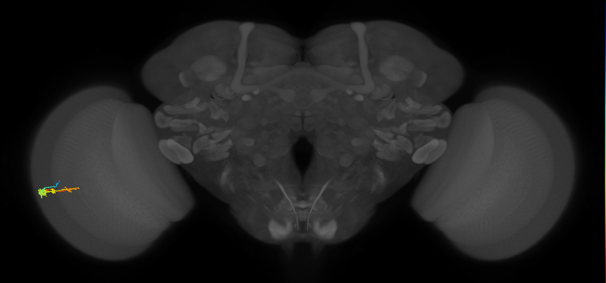 C3_L (MaleCNS:544701)