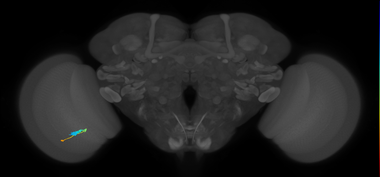 C3_L (MaleCNS:517063)