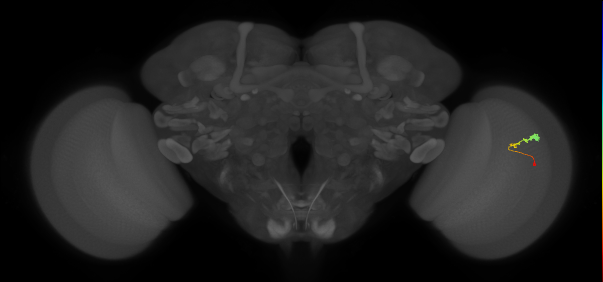 C3_R (MaleCNS:62358)