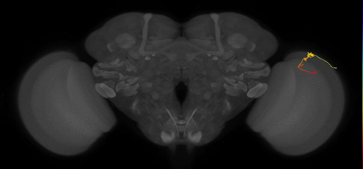 C3_R (MaleCNS:61759)