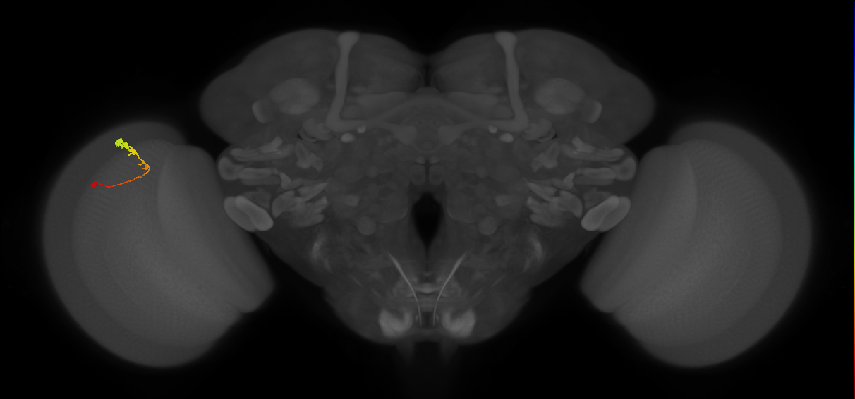 C3_L (MaleCNS:69732)
