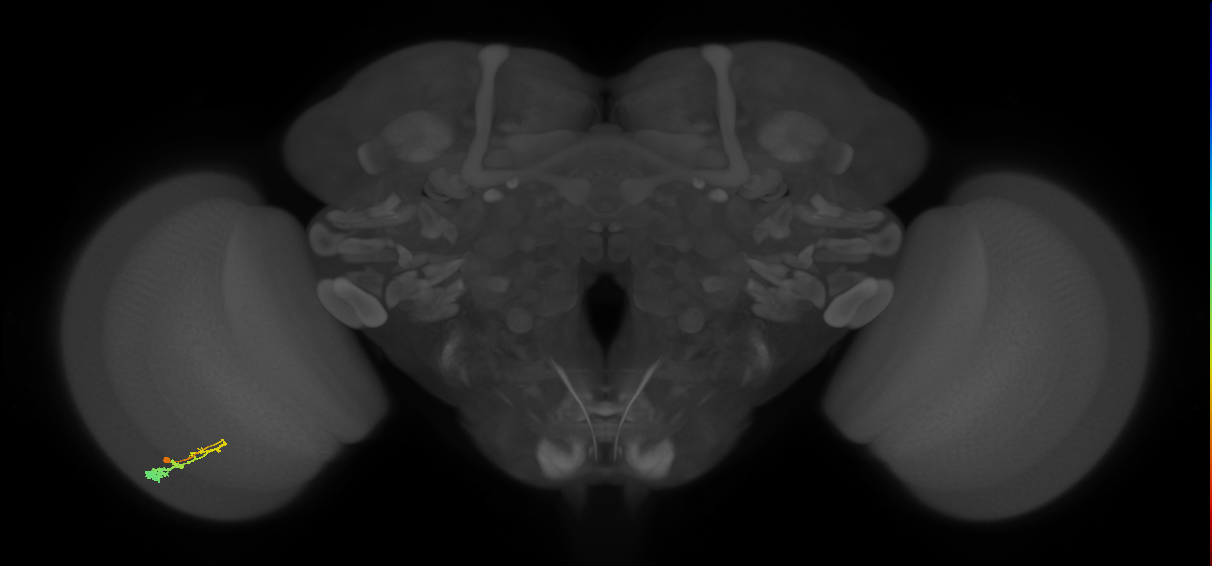 C3_L (MaleCNS:519088)
