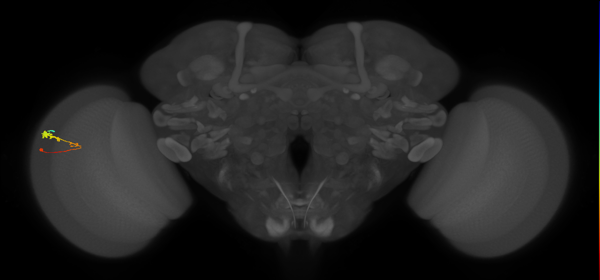 C3_L (MaleCNS:56547)