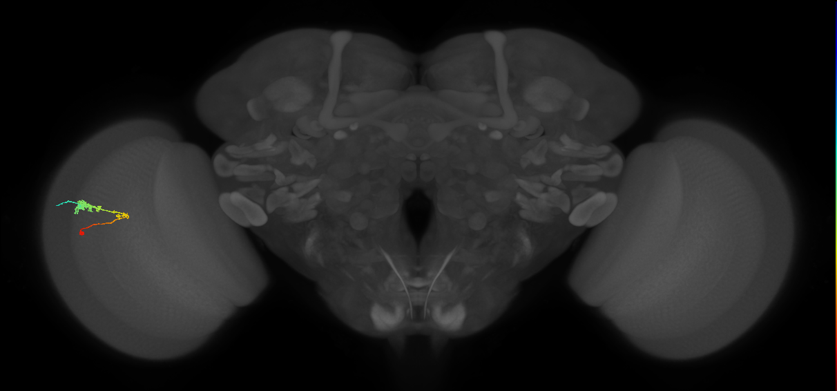 C3_L (MaleCNS:49504)