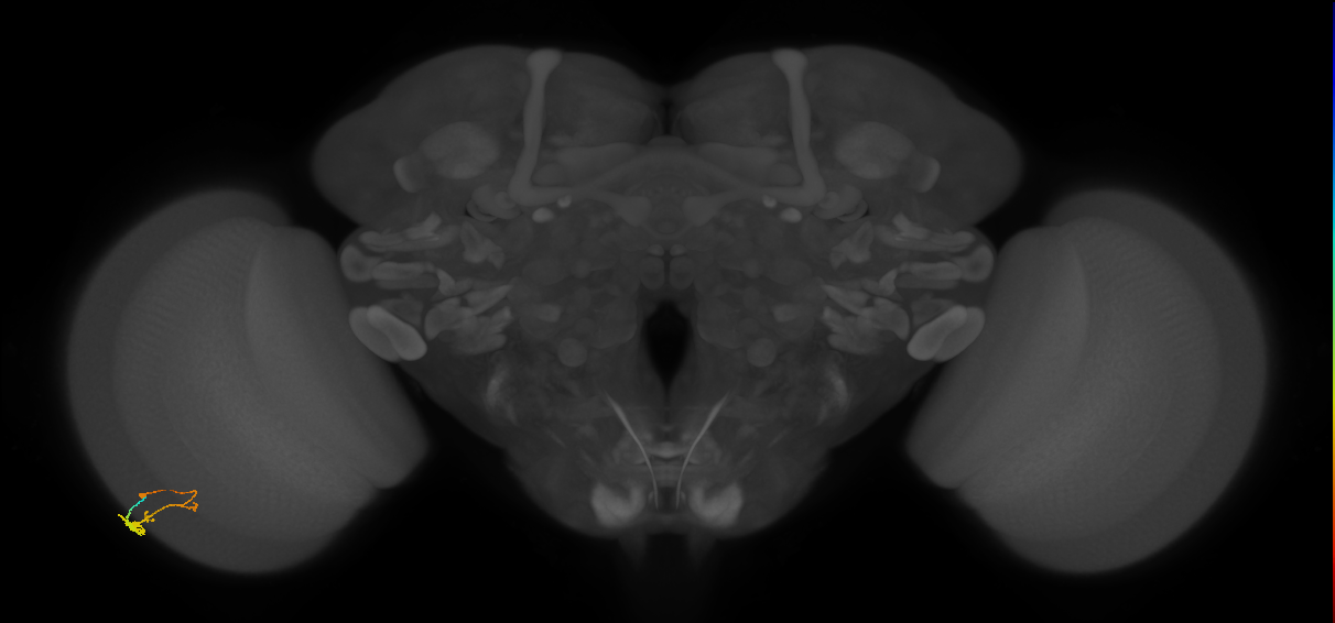 C3_L (MaleCNS:534240)
