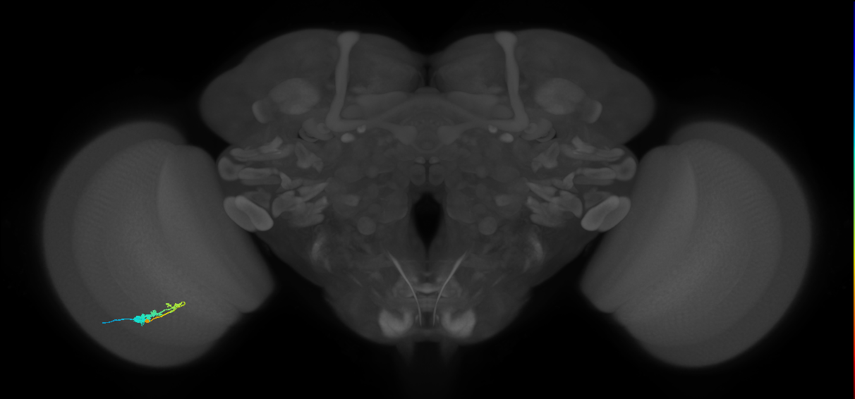 C3_L (MaleCNS:63423)