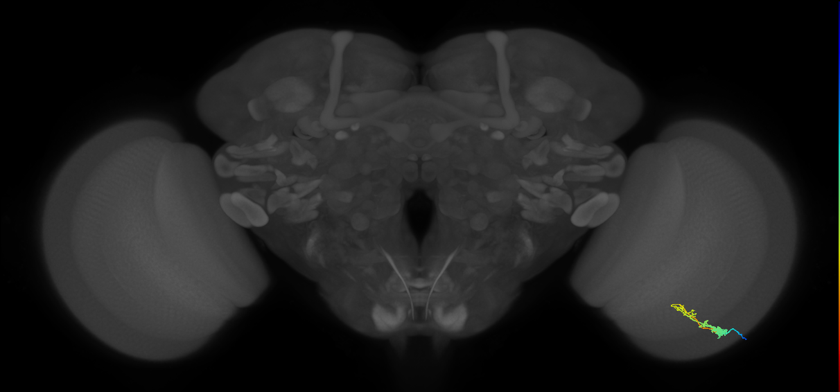 C3_R (MaleCNS:50286)