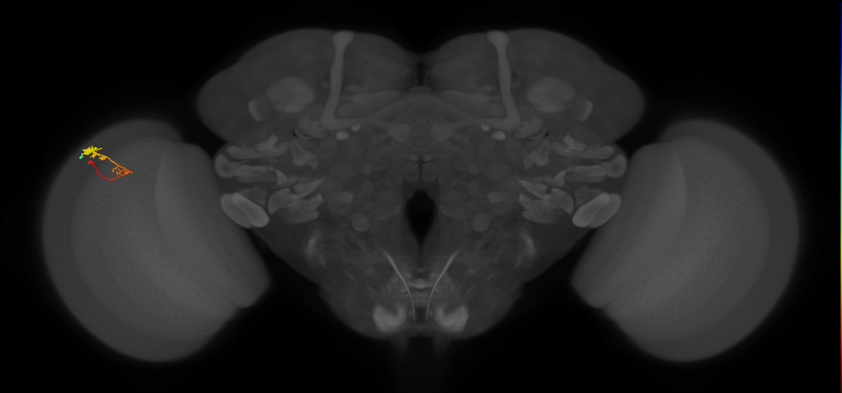 C3_L (MaleCNS:54406)