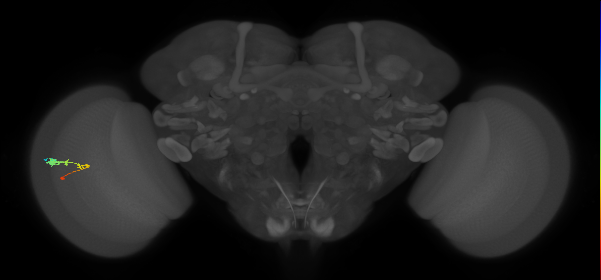 C3_L (MaleCNS:56341)