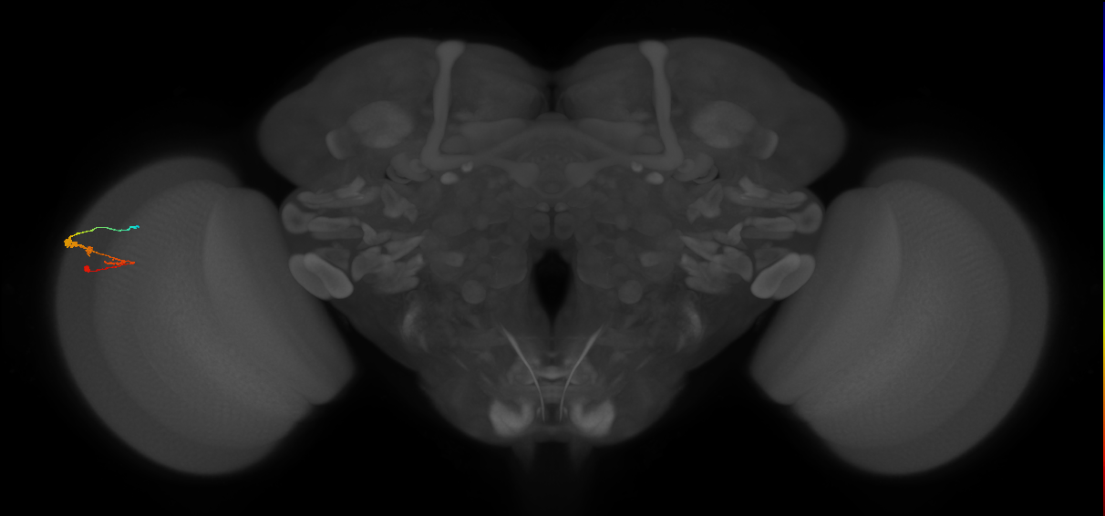C3_L (MaleCNS:16239)