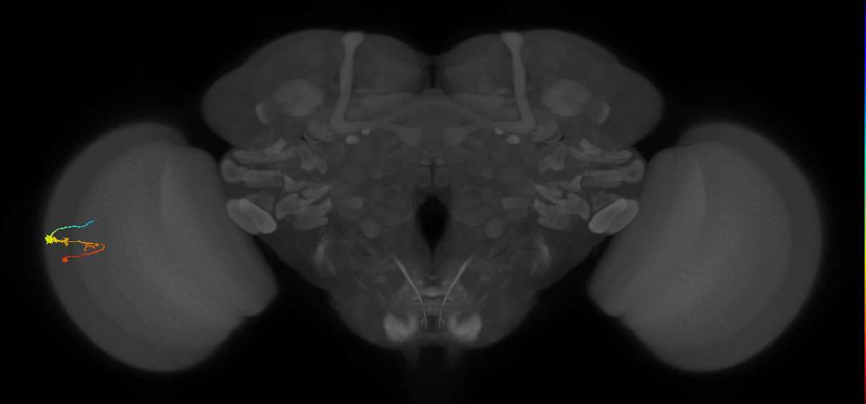 C3_L (MaleCNS:51615)