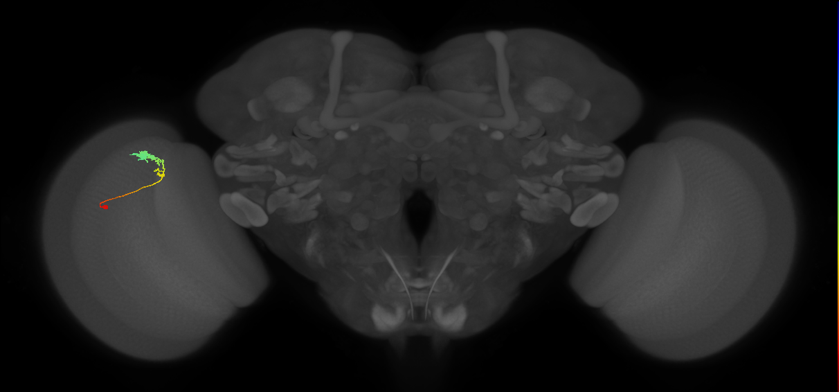C3_L (MaleCNS:63670)