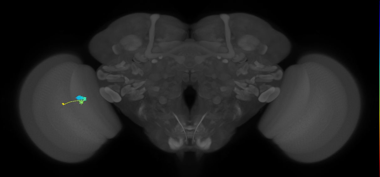 C3_L (MaleCNS:70284)