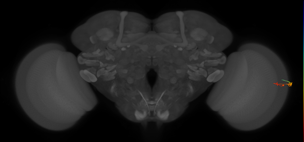 C3_R (MaleCNS:87459)