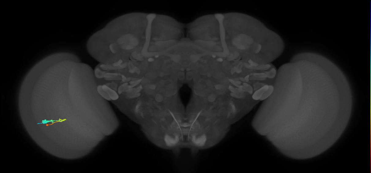C3_L (MaleCNS:55612)