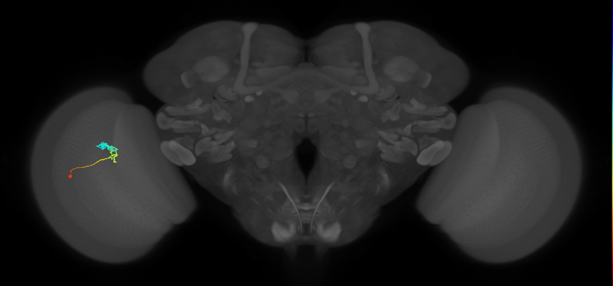 C3_L (MaleCNS:42479)