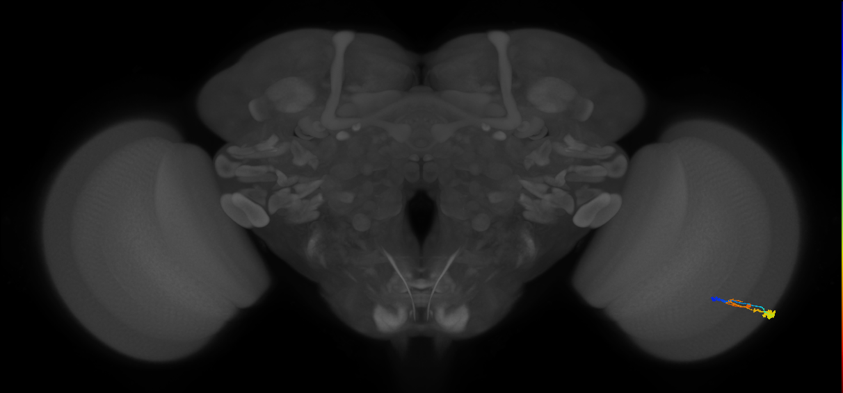 C3_R (MaleCNS:50944)