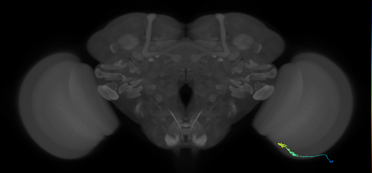 C3_R (MaleCNS:78238)