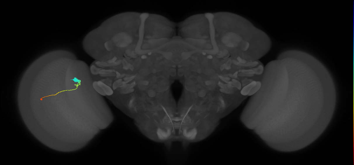 C3_L (MaleCNS:60853)
