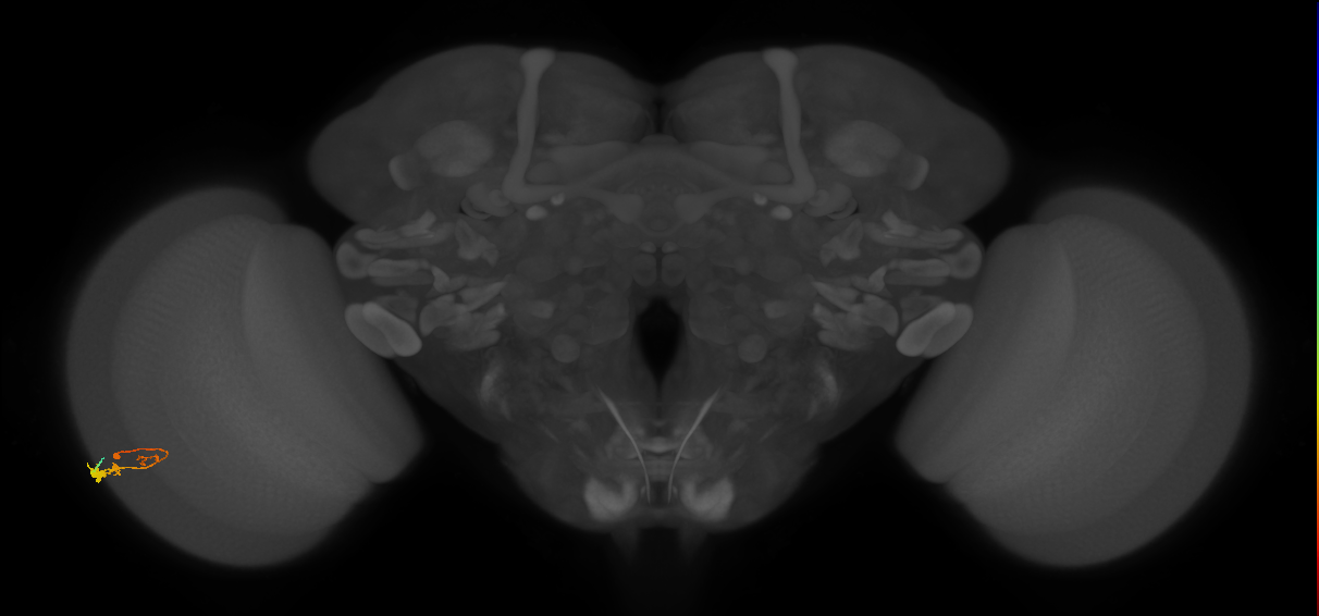 C3_L (MaleCNS:550935)