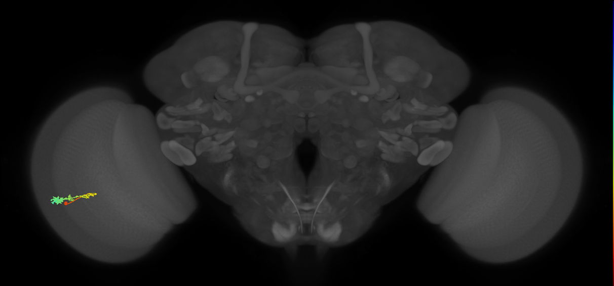 C3_L (MaleCNS:519205)