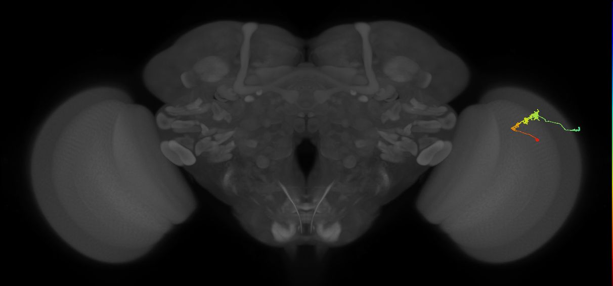 C3_R (MaleCNS:55165)