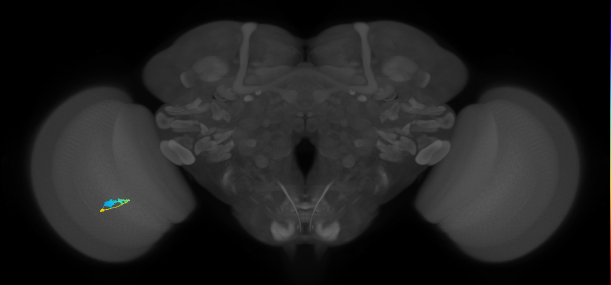 C3_L (MaleCNS:575682)