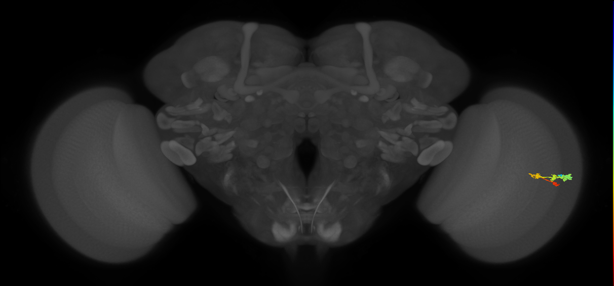C3_R (MaleCNS:53854)