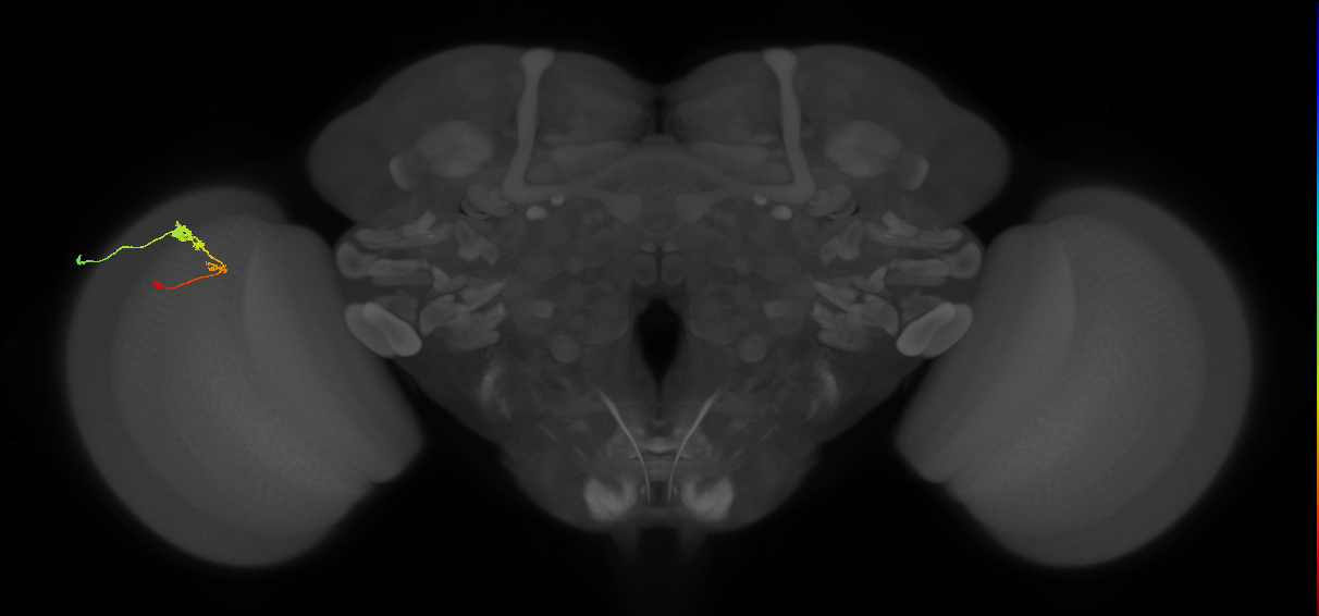 C3_L (MaleCNS:106386)