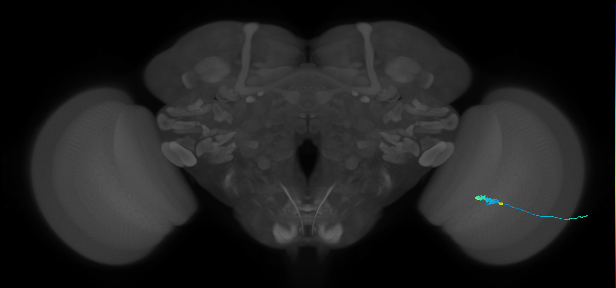 C3_R (MaleCNS:63360)