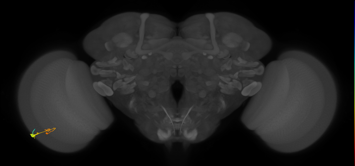 C3_L (MaleCNS:36431)