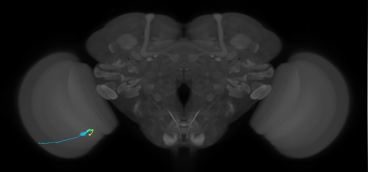 C3_L (MaleCNS:78713)