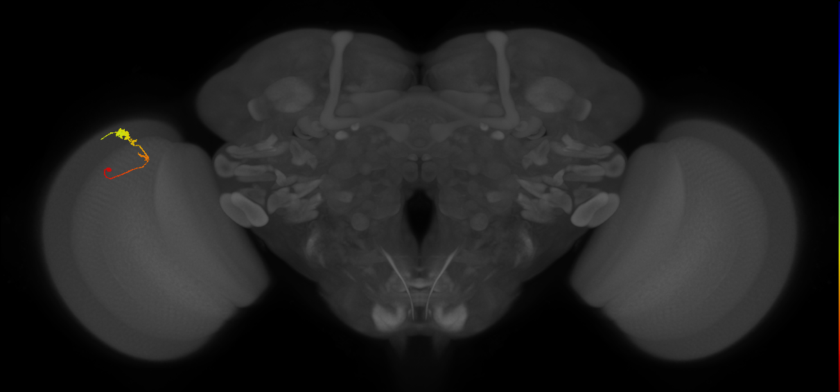 C3_L (MaleCNS:60499)
