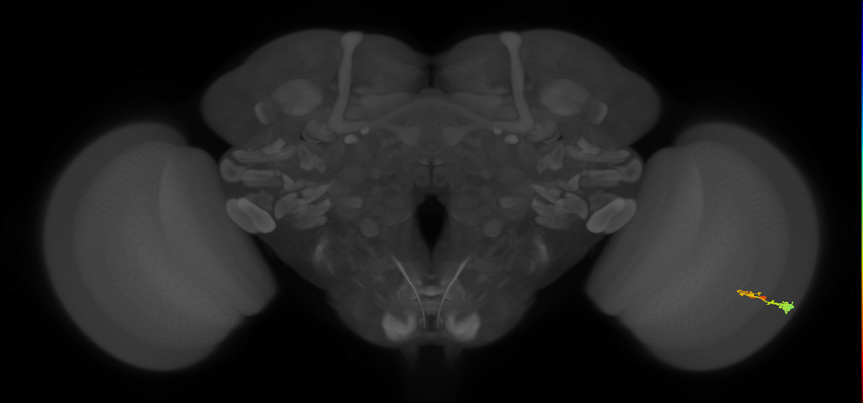 C3_R (MaleCNS:52659)