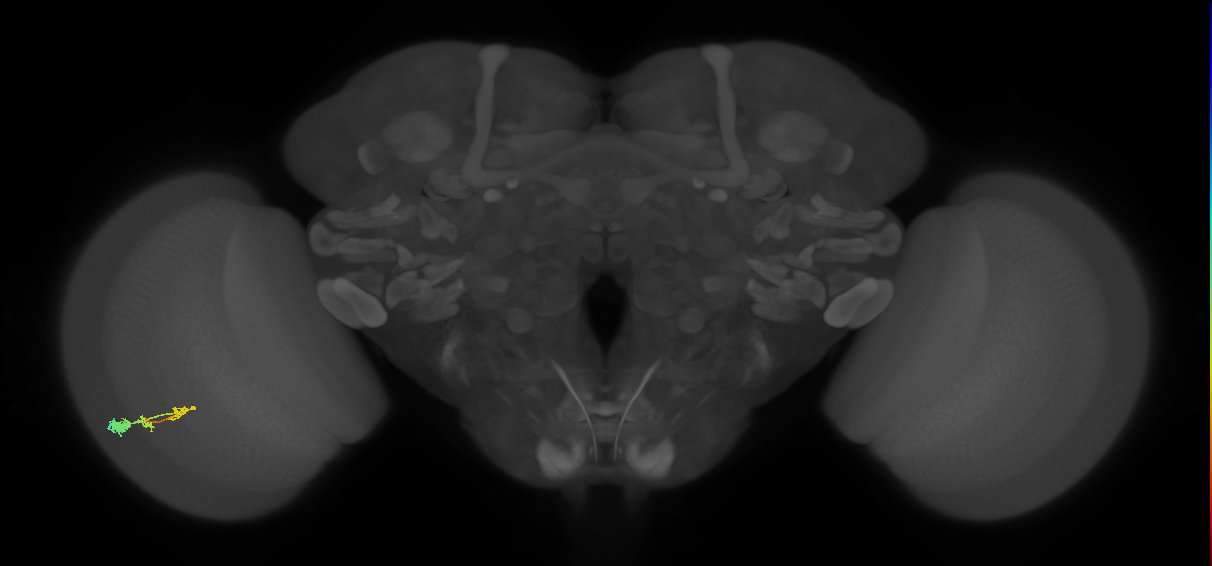 C3_L (MaleCNS:52870)