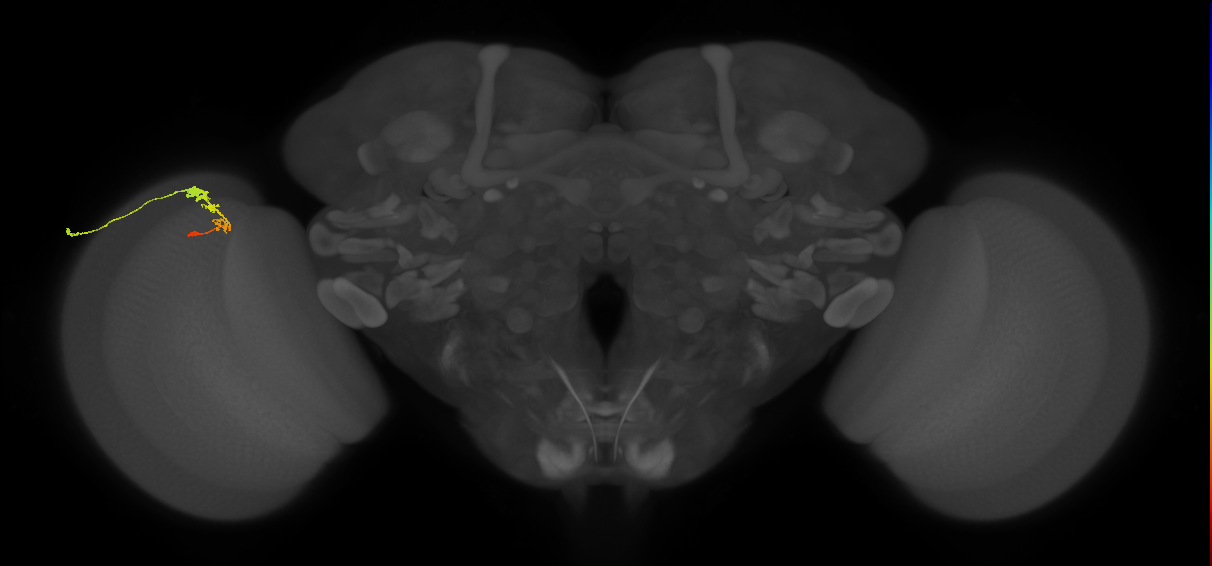 C3_L (MaleCNS:63091)