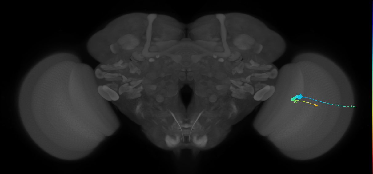 C3_R (MaleCNS:46839)