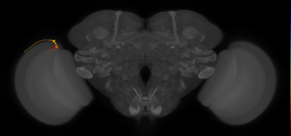 C3_L (MaleCNS:105310)