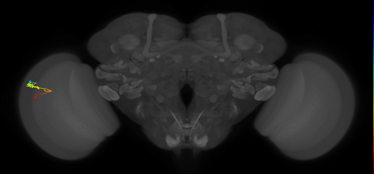 C3_L (MaleCNS:55588)