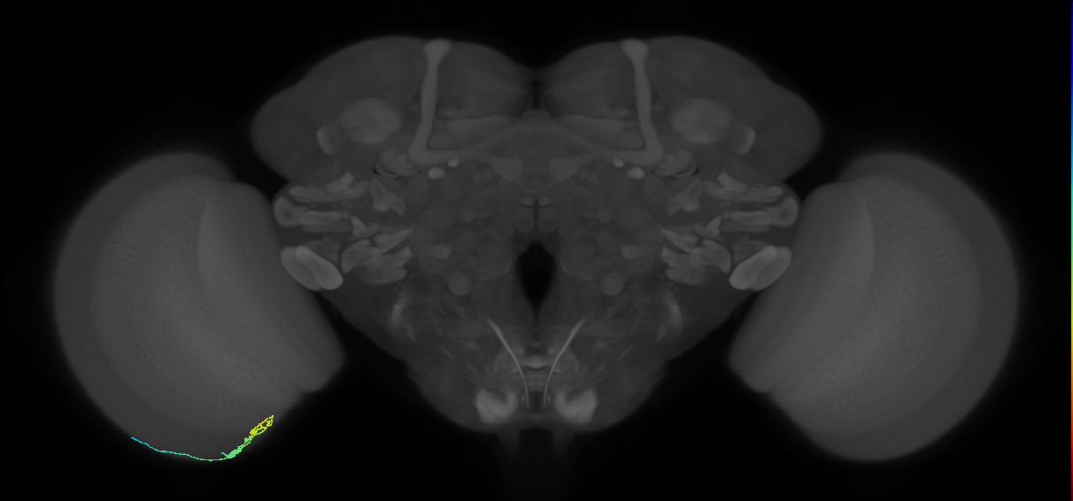 C3_L (MaleCNS:98820)