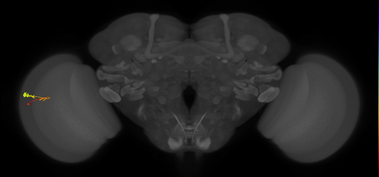 C3_L (MaleCNS:62801)