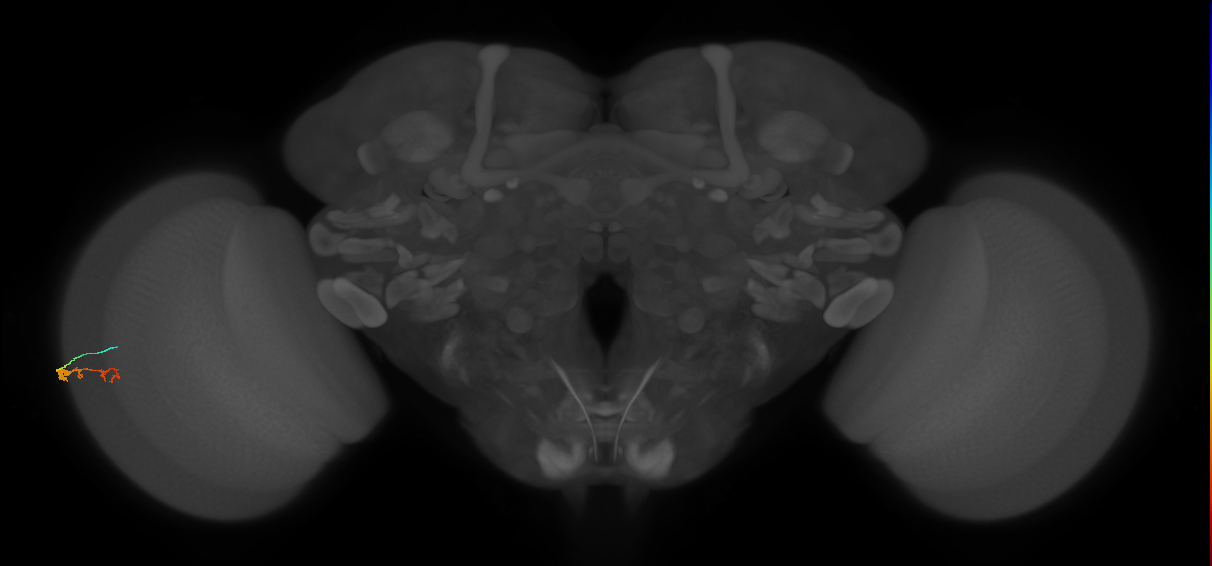 C3_L (MaleCNS:550160)