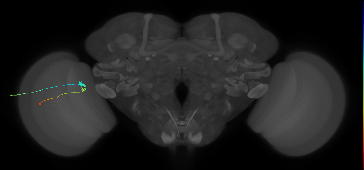 C3_L (MaleCNS:75814)