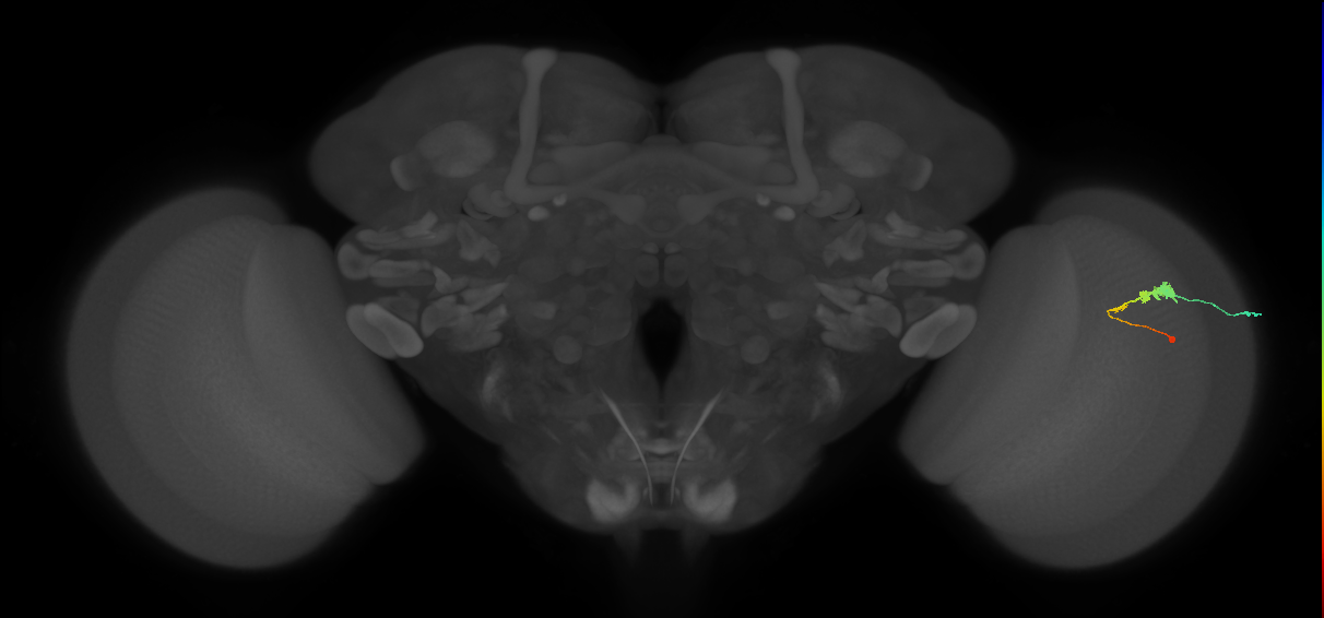 C3_R (MaleCNS:63263)