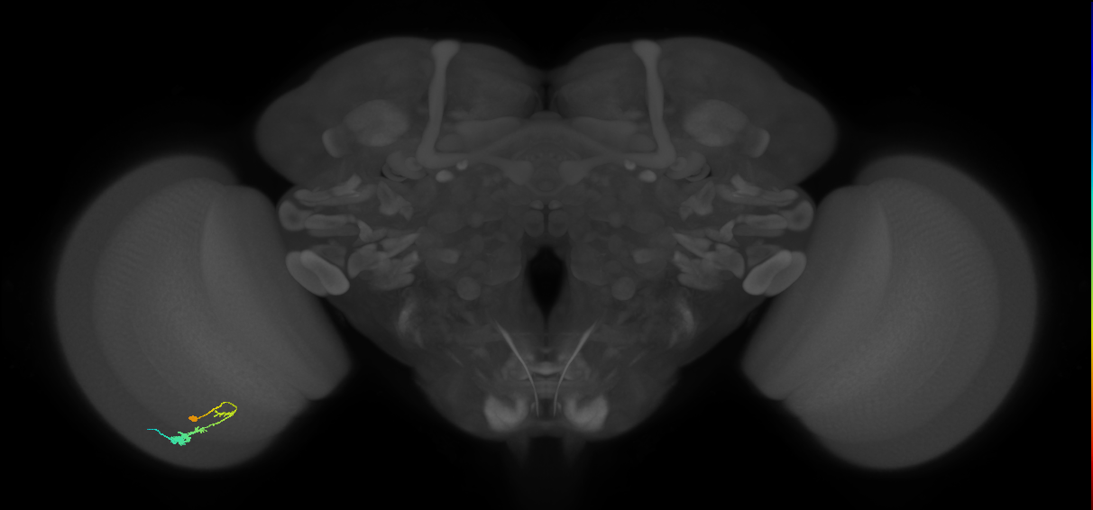 C3_L (MaleCNS:66329)