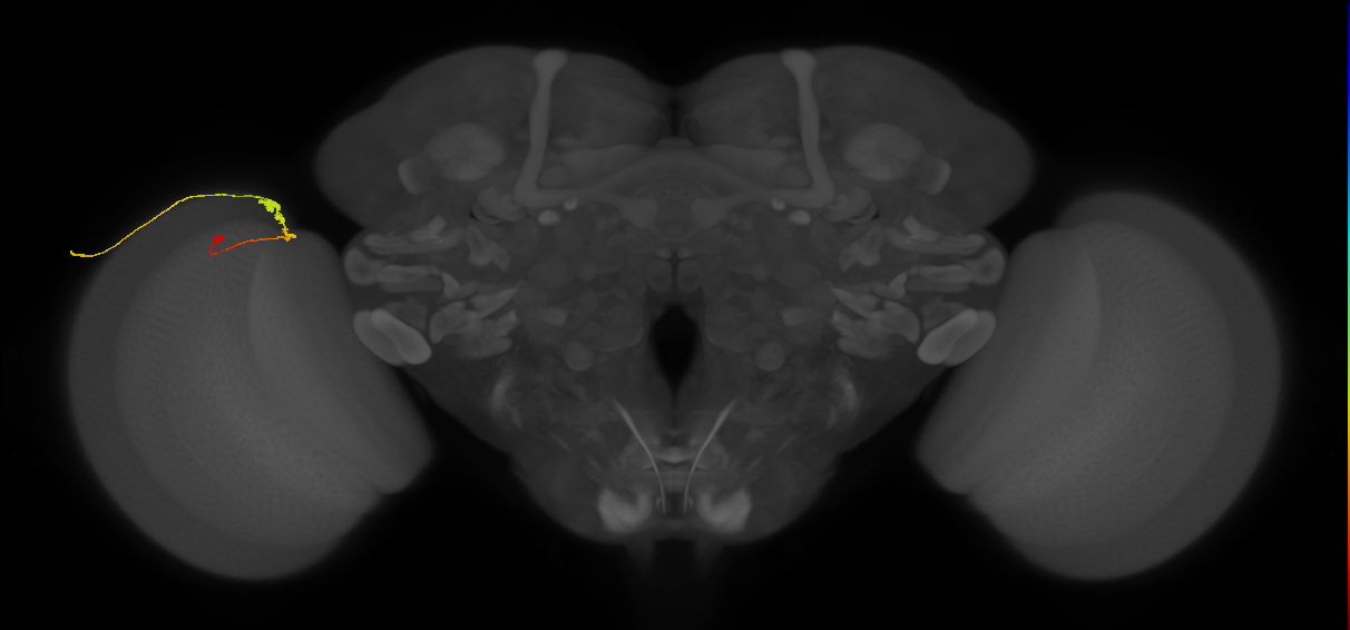 C3_L (MaleCNS:81270)