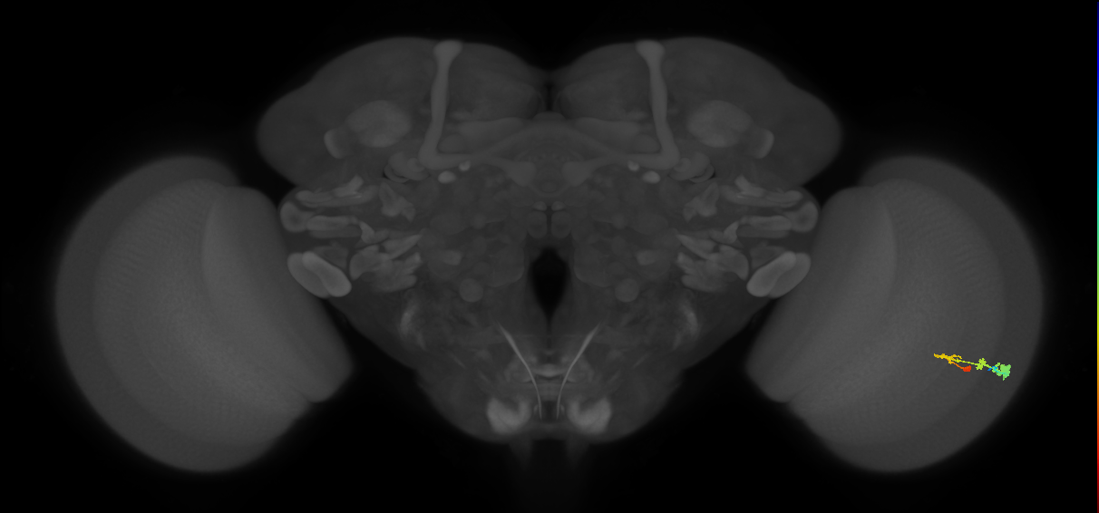 C3_R (MaleCNS:48469)