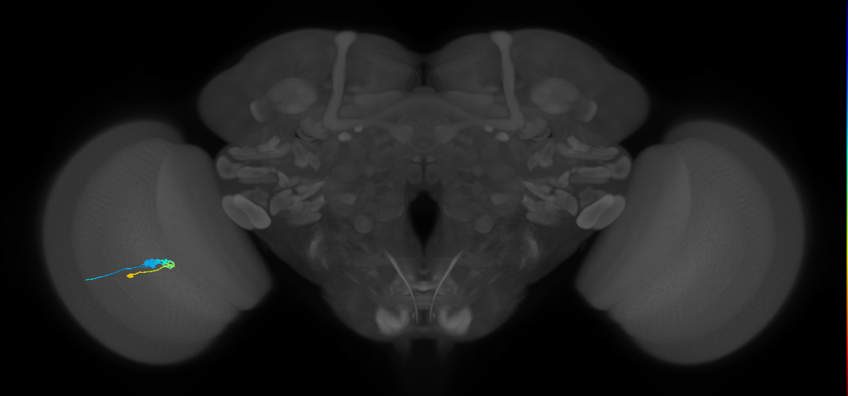 C3_L (MaleCNS:544685)