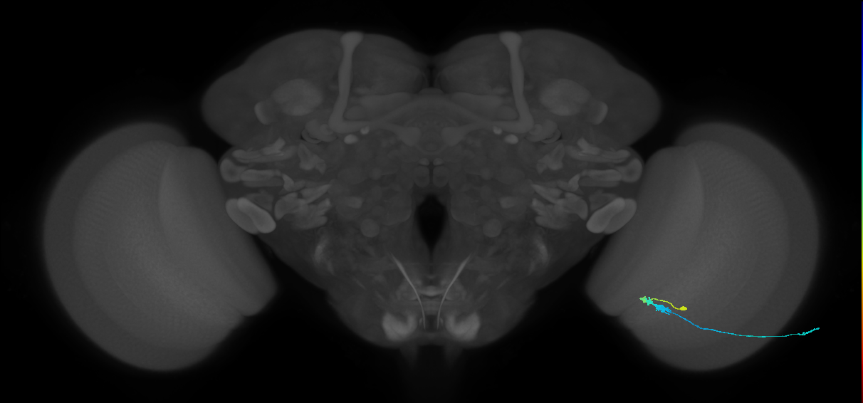 C3_R (MaleCNS:57500)
