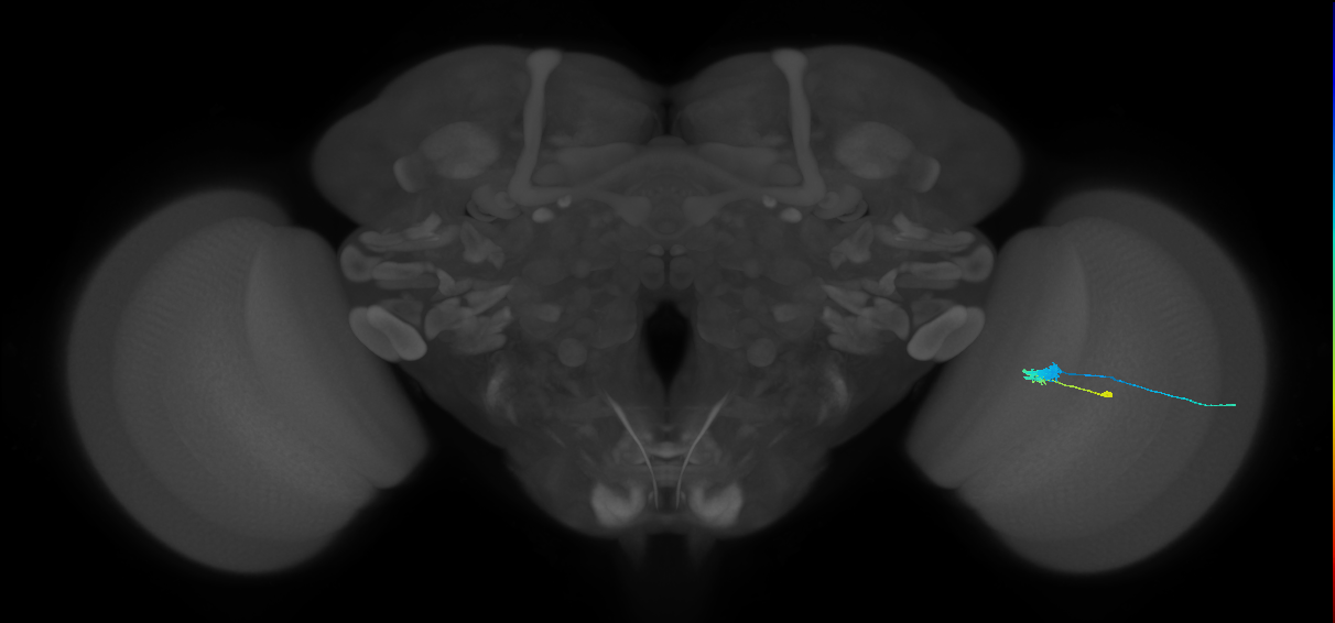 C3_R (MaleCNS:58994)
